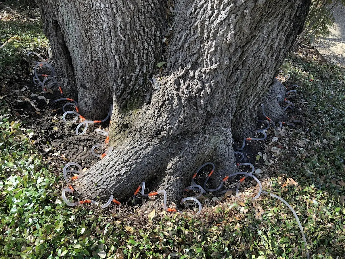 Detailed Tree Cabling and Bracing job site in Nottoway