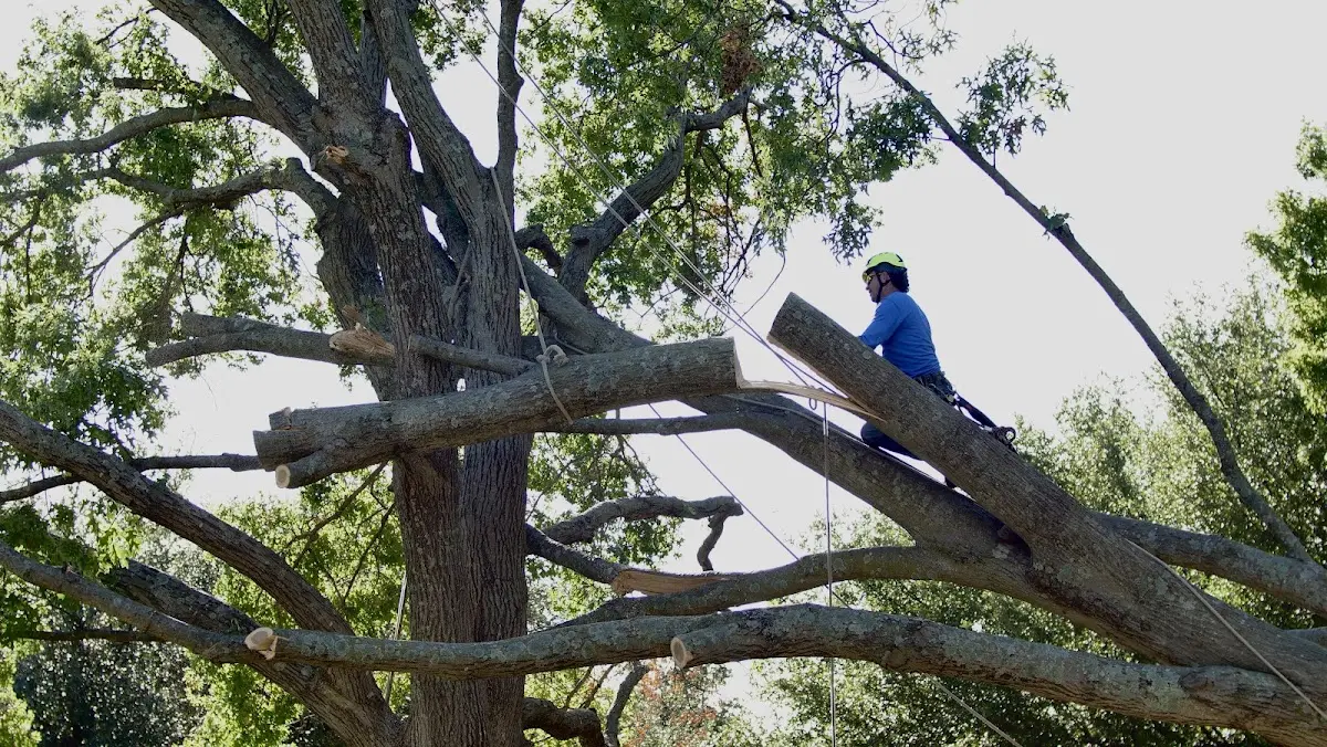 Professional Crown Thinning performed by certified arborists in Nottoway