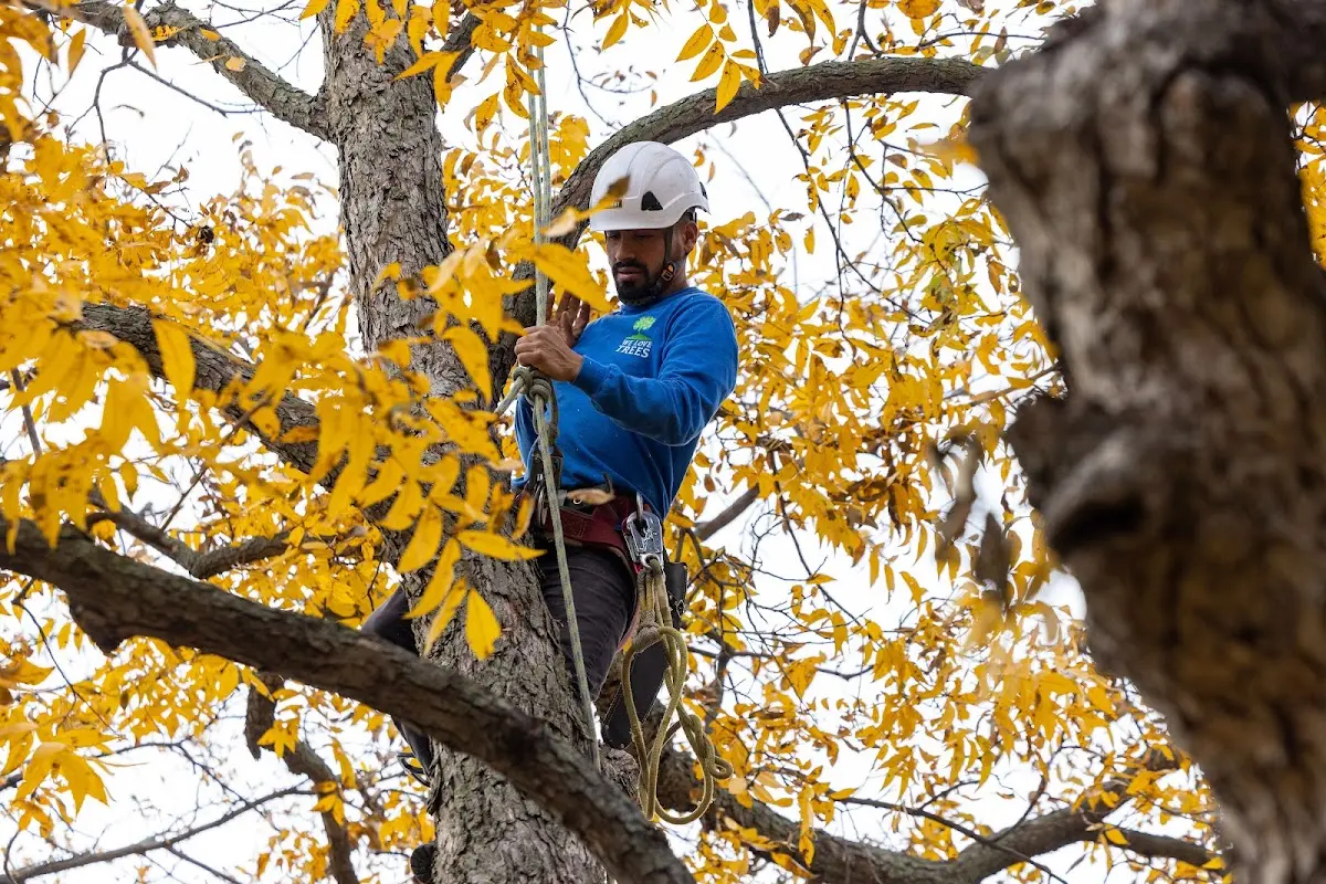 Skilled Tree Transplanting crew working in Nottoway